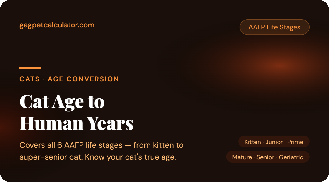 Cat Age in Human Years: The Complete AAFP-Based calculator (2026)